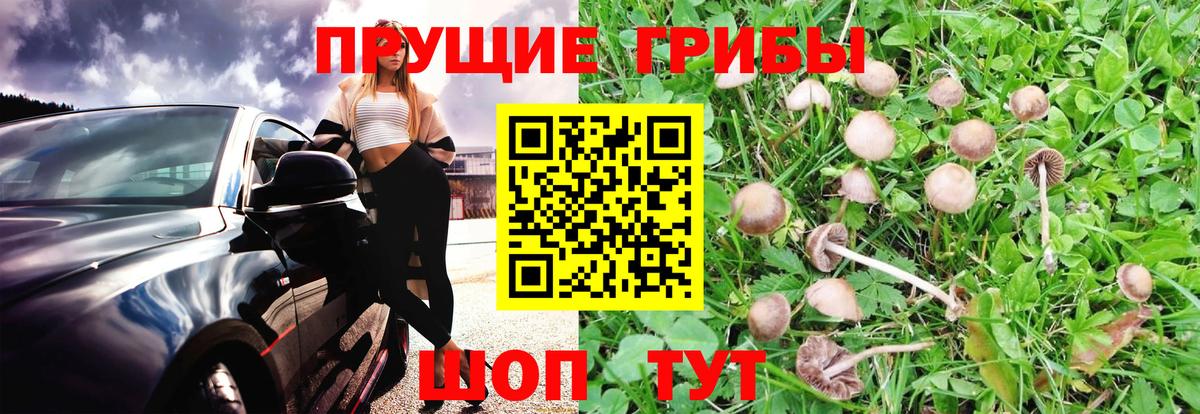 Псилоцибиновые грибы Psilocybe Санкт-Петербург